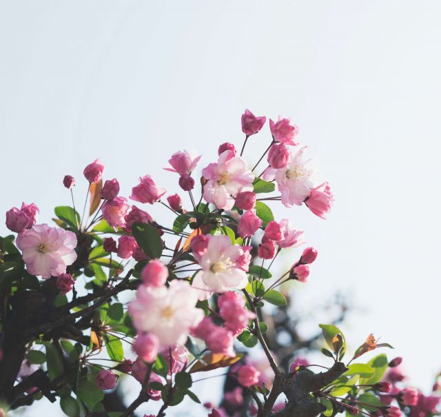 Ein Strauch mit grünen Blättern un rosa-weißen Blüten.