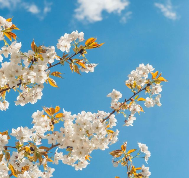 Kleine Äste mit vollen weißen Blüten vor blauem Himmel